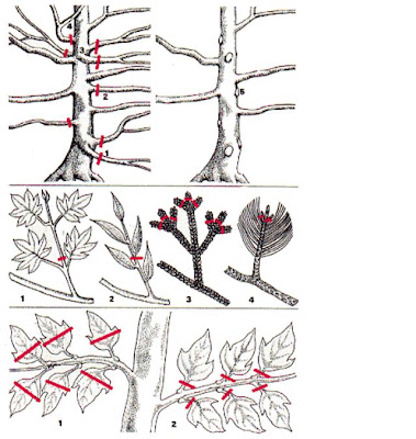 prune bonsai, pruning bonsai tree leaves