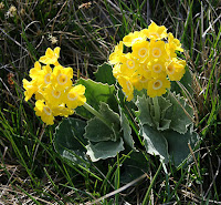 primula auricula