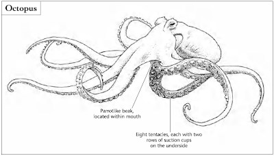 An octopus has eight tentacles, each with two rows of suction cups. In the center of its body is a hard, parrotlike beak.