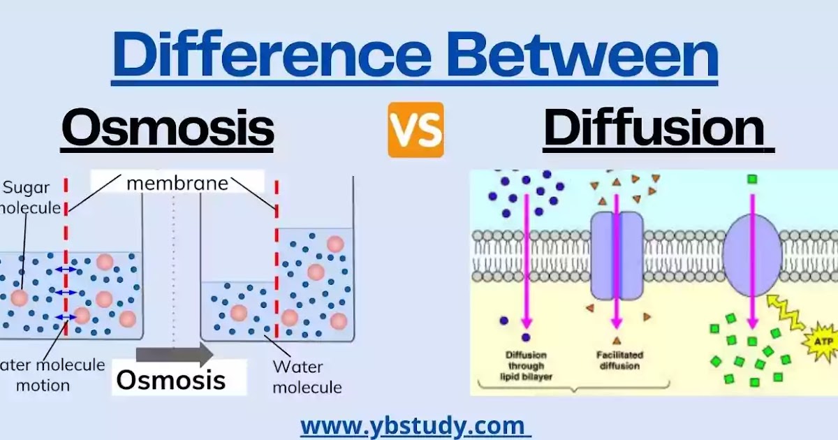 Major Difference between osmosis and diffusion Similarities