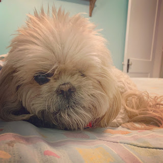 close up of one eyed shih tsu with spiky blond fur