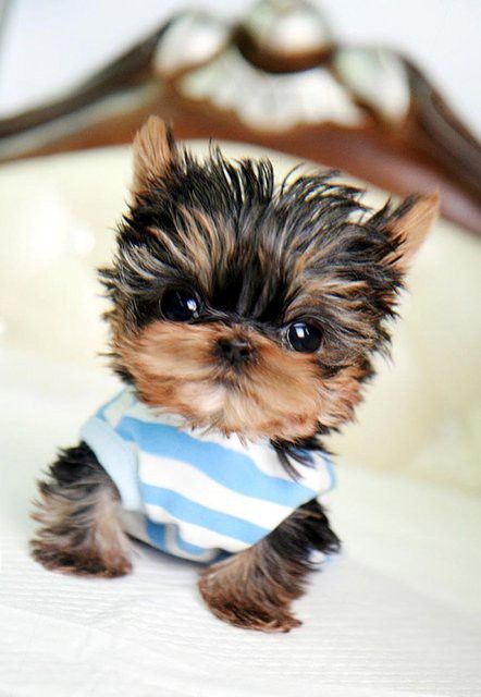 Dog Breeds That Have The CUTEST Puppies