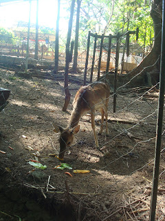 the deer in zoobic safari