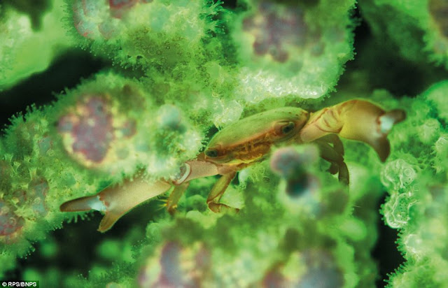 Фарфоровый краб, кормящийся внутри коралловых ветвей своего хозяина Pocillopora