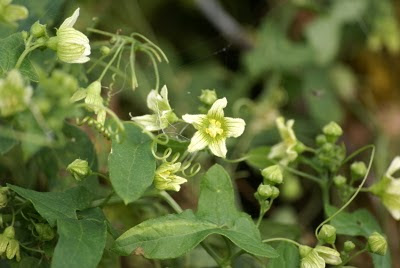 Heggenrank - Wylde Hagerank - Bryonia dioica