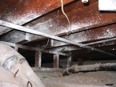 Mold under house in crawl space