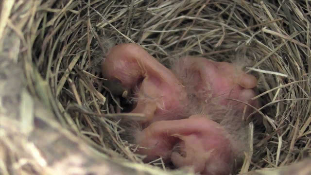 Cardinal Bird Eggs