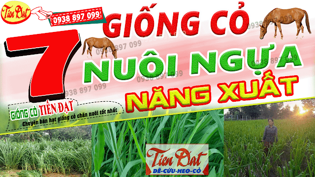 7 Loại giống cỏ nuôi ngựa năng suất cao nhất tại Việt Nam