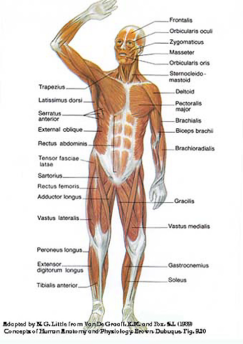 human body parts. Human+ody+anatomy+diagram