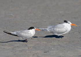 Royal and Elegant Tern