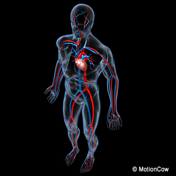3d Cardiovascular System2