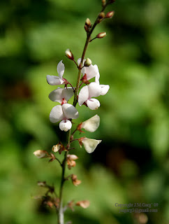 Desmodium gangeticum