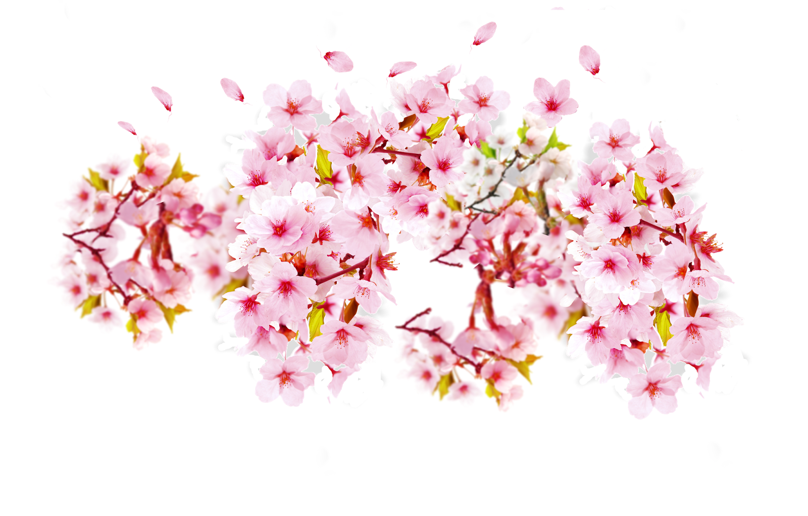 Gambar PNG Gambar Bunga Sakura 