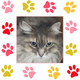 Madeline, a gray tabby cat, in pawprint frame