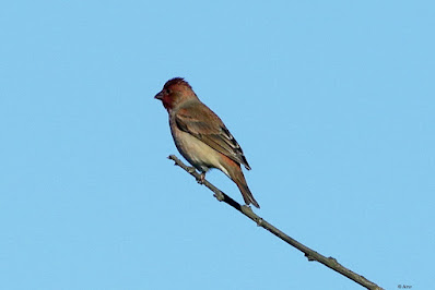 "Common Rosefinch - Carpodacus erythrinus, passage migrant preched on a branch flame of the forest."