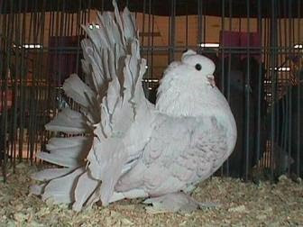 white fantail pigeons