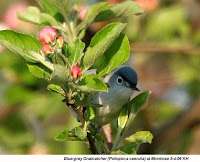 Birds Of The Northeast Identification