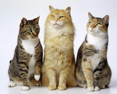 Cats -HD Picture-1280x1024-05