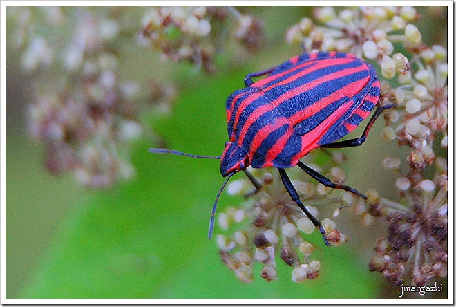 Graphosoma lineatum