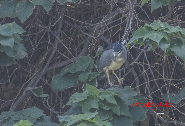 Black-crowned Night-heron