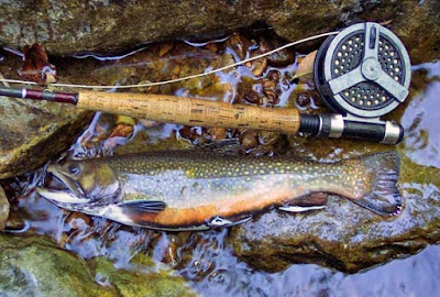 brook trout fishing, trout fishing, brook trout fishing tips, fishing, 