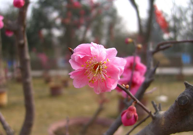 Plum Flowers