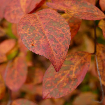 Types Of Bushes