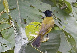 Black Crested Bulbul Bird Pictures