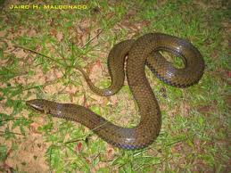 South American pond snake
