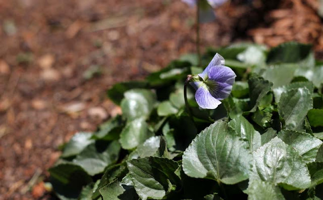 Labrador Violet Flowers