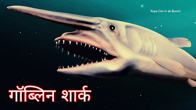 गॉब्लिन शार्क (goblin shark) - खतरनाक जबड़ा, भयानक आंखें और डरावने चेहरे वाली मछली