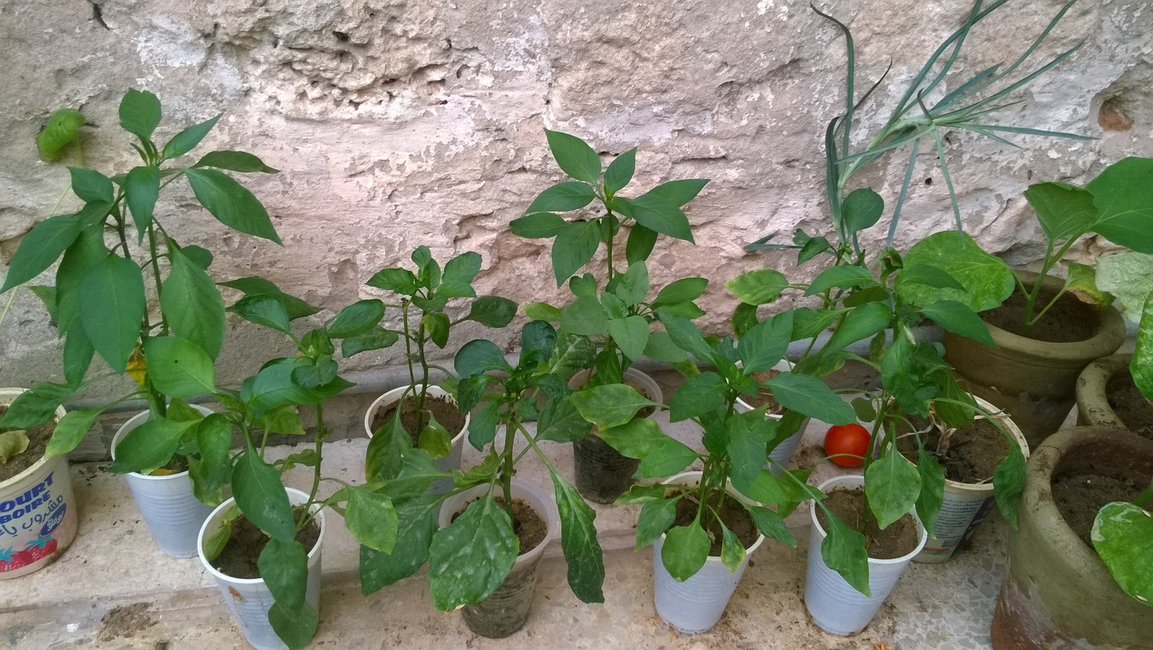 With proper hardening off, they’ll have an easier transition to the garden and begin producing peppers sooner.