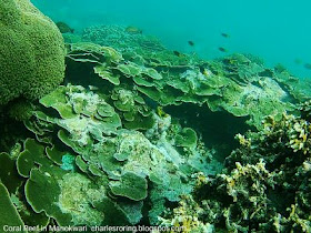 Marine snorkeling tour in Manokwari