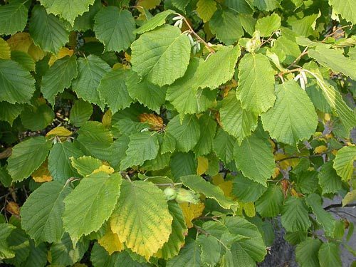 Corylus colchica