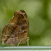 Brown Butterflies ; Junonia iphita