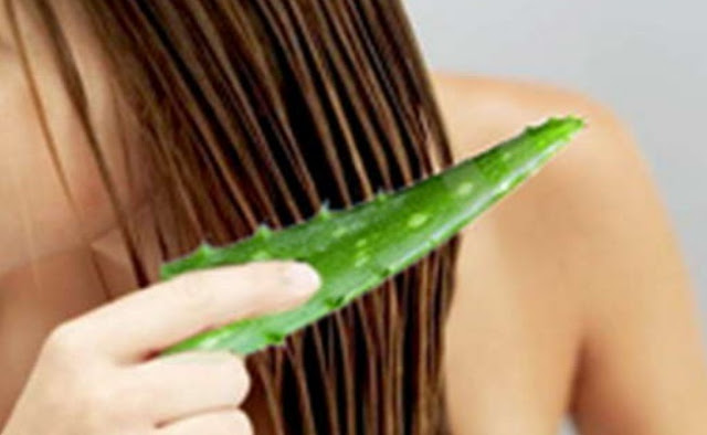 ALOE VERA AUXILIA NO CRESCIMENTO CAPILAR