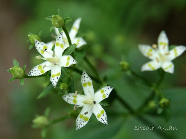 Swertia bimaculata