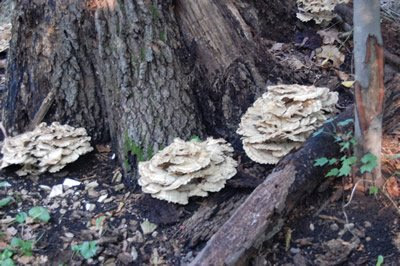 Fungus growing on base of tree trunk.