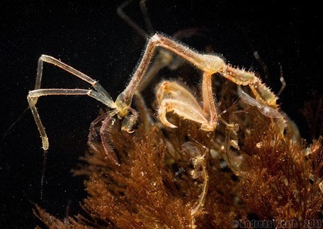 Amazing Pictures of Animals, Photo, Nature, Incredibel, Funny, Zoo, Caprella mutica, Japanese skeleton shrimp, Alex (10)