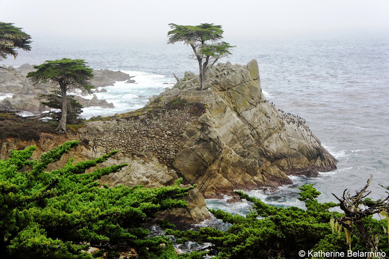 The Lone Cypress 17-Mile Drive Monterey Peninsula California
