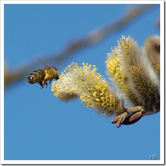 Biene an Weidekätzchen © H. Brune