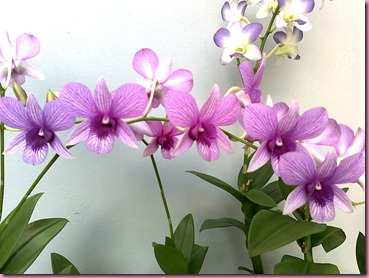 photo0877