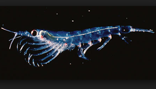 Krill