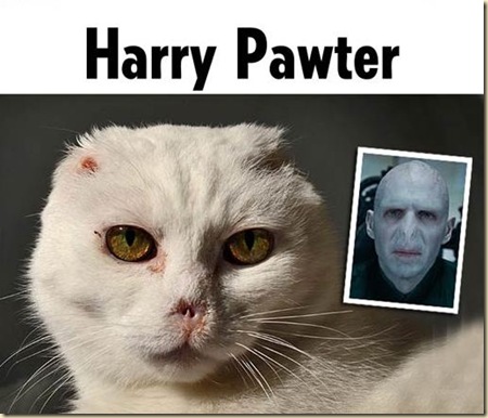 harrypawter