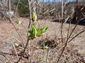 chmusings: lilacs are getting their leaves