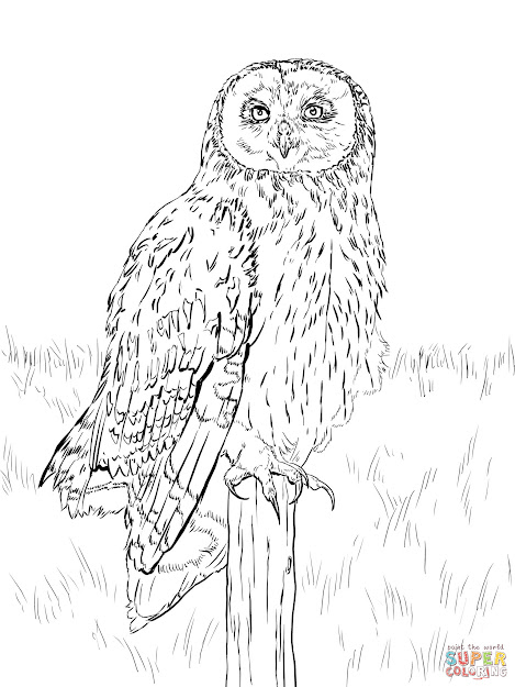 Click The Short Eared Owl Coloring Pages To View Printable Version Or Color  It Online Patible With Ipad And Android Tablets