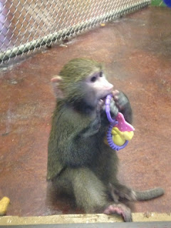 baby baboon