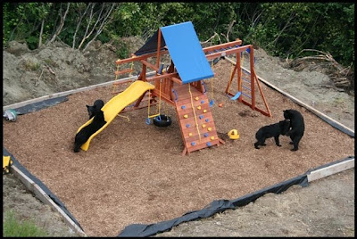 Bears in a play area