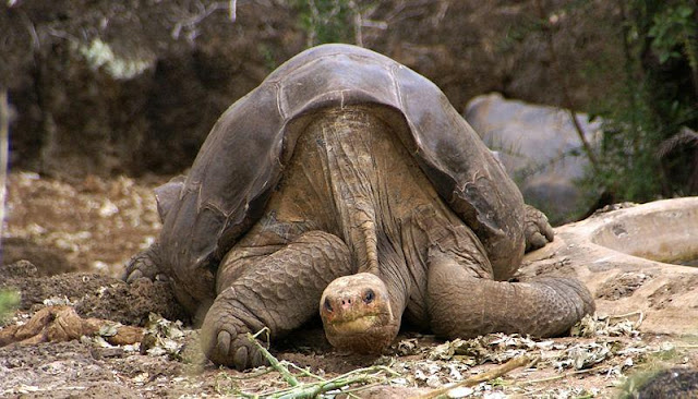 Animals - Galapagos Island Seen On www.coolpicturegallery.us