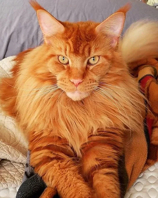 Beautiful orange tabby Maine Coon